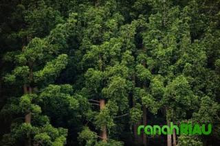 Zarman Candra : BPBD Pekanbaru sampai saat ini sudah memadamkan 5 Hektar lahan